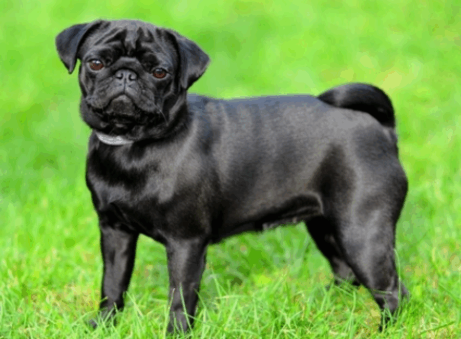 What Makes Pugs So Popular