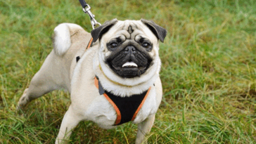 Teaching Your Pug to Be Alone
