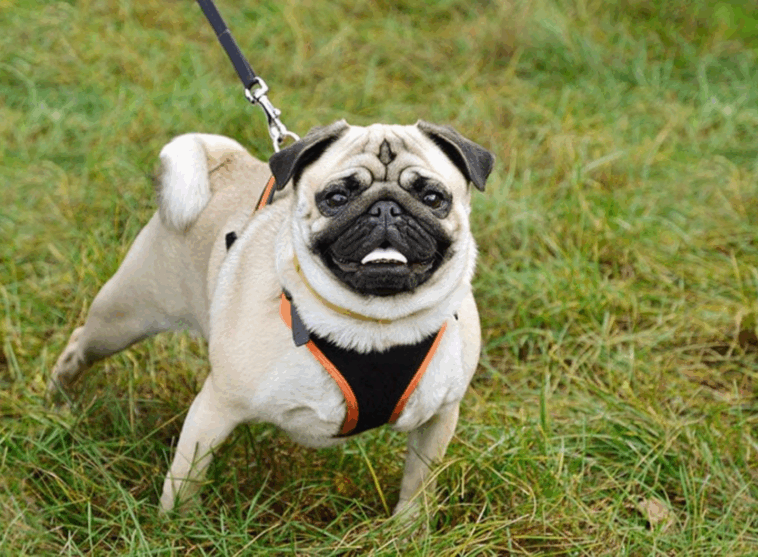 Teaching Your Pug to Be Alone