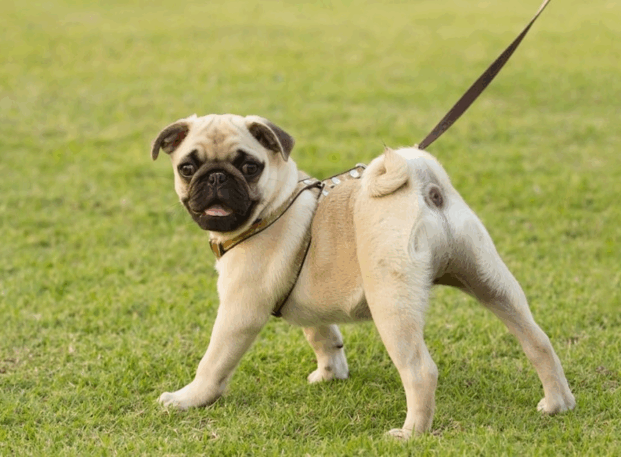 How to Stop Your Pug from Barking Excessively