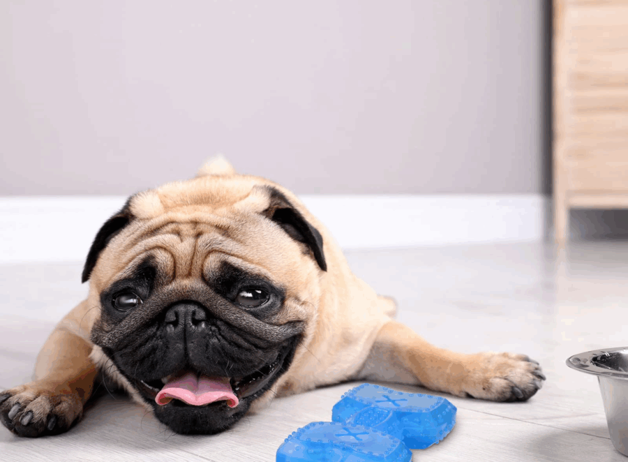 Creating a Monthly Pug Maintenance Calendar