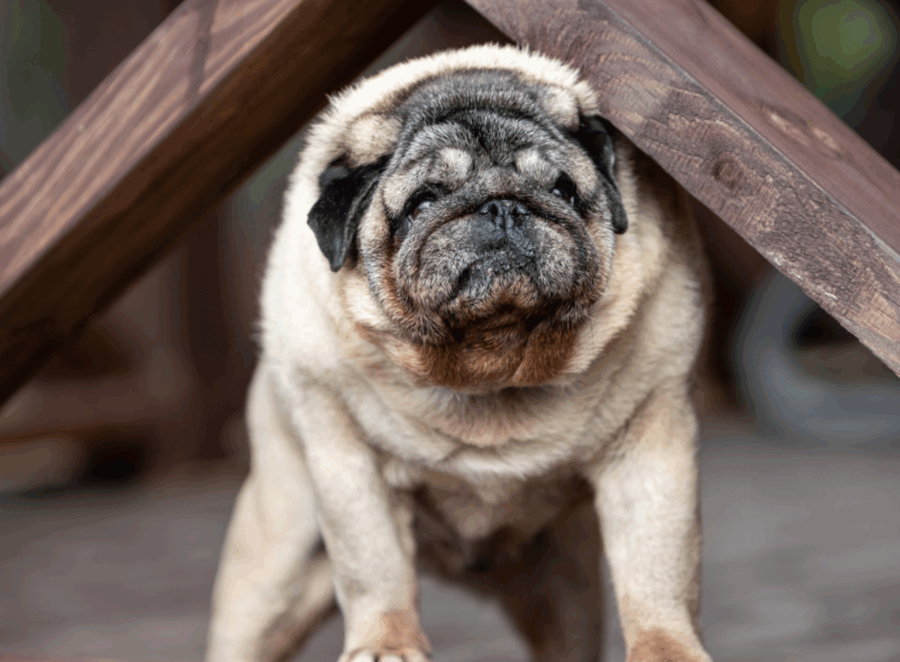 The Pugs Role in the Development of Other Breeds