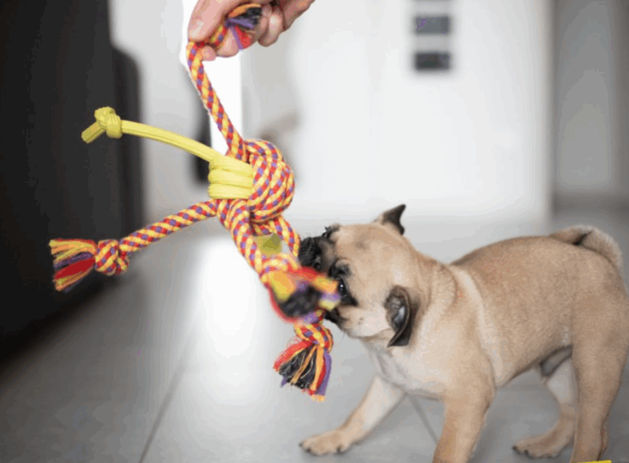 Fun Indoor Games for Your Pug