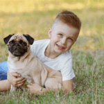 Are Pugs Easy to Socialize