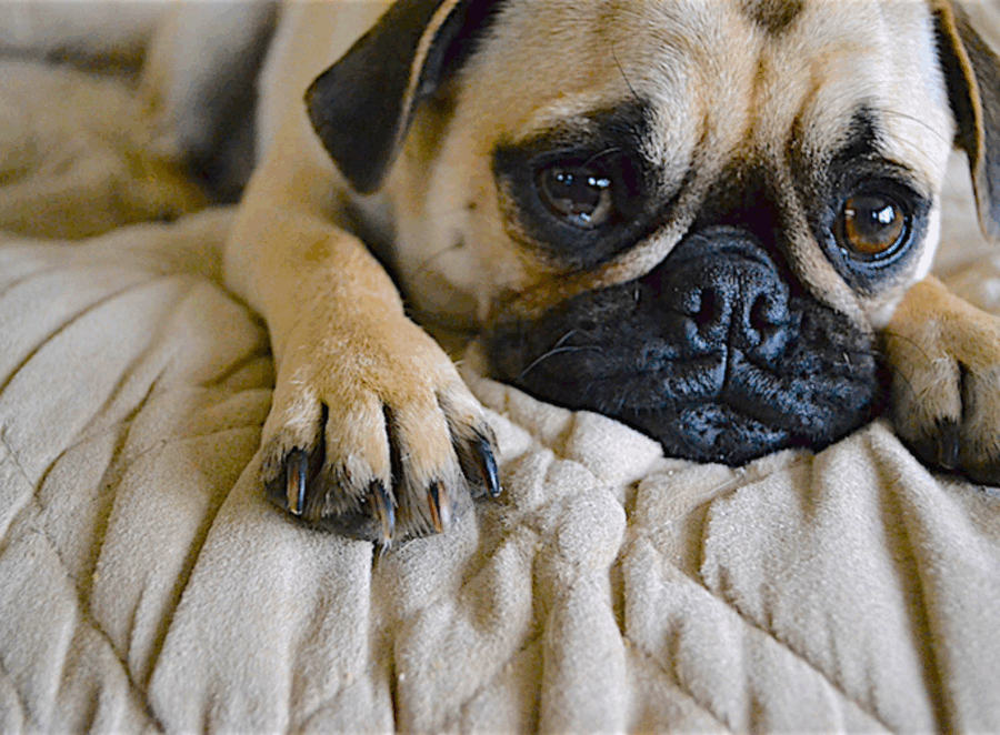 Nail Clipping Without the Drama