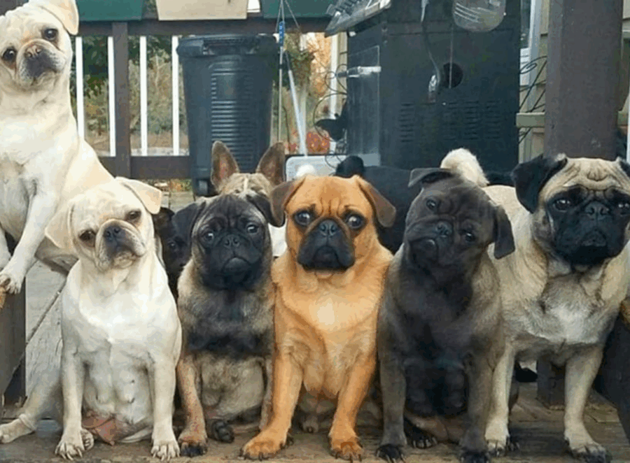 The Different Colors of Pugs