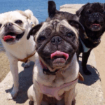 The Different Colors of Pugs