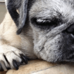 Nail Clipping Without the Drama