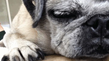 Nail Clipping Without the Drama