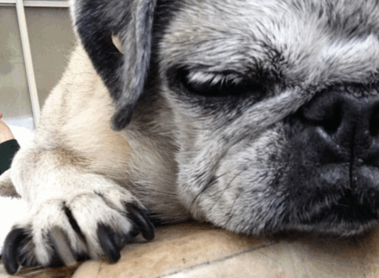 Nail Clipping Without the Drama