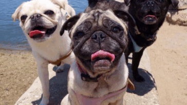 The Different Colors of Pugs
