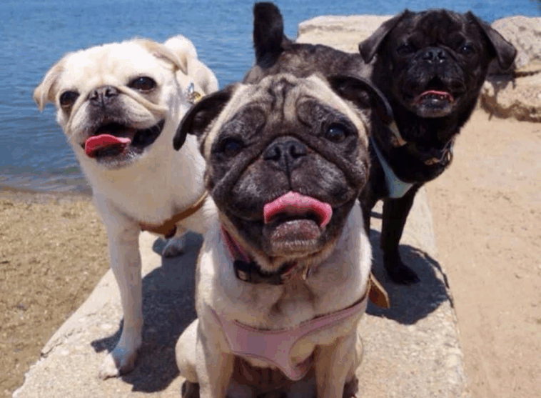 The Different Colors of Pugs