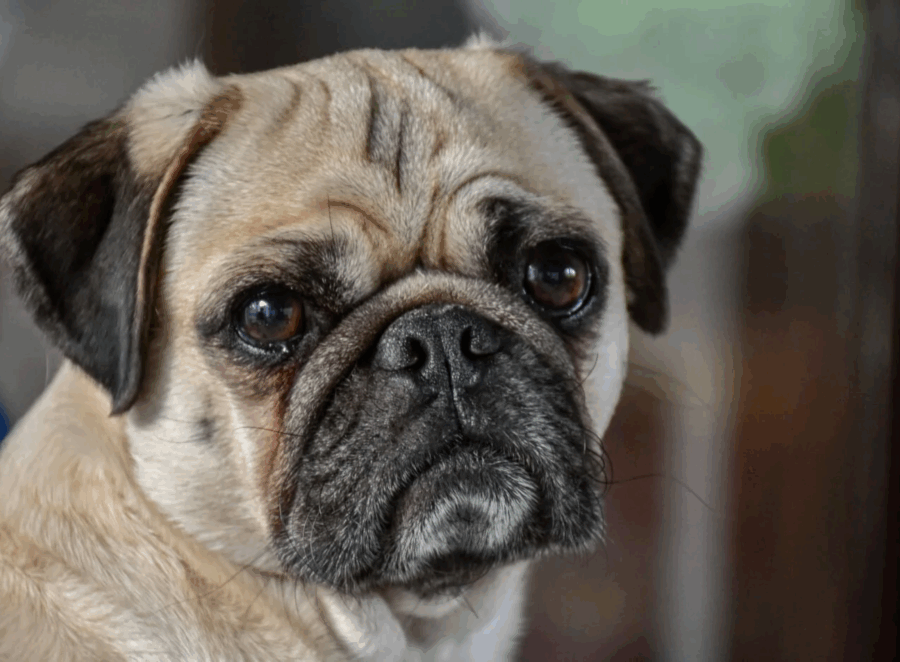 How to Help Your Pug Breathe Better