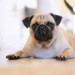 How to Help Your Pug Breathe Better