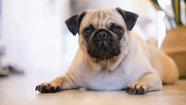 How to Help Your Pug Breathe Better