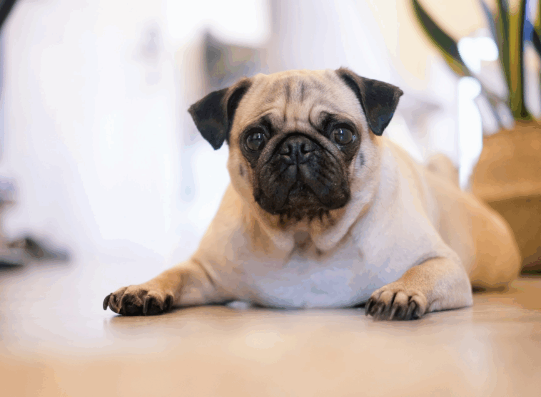 How to Help Your Pug Breathe Better