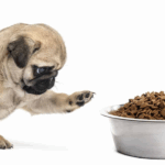 Human Foods That Are Toxic to Pugs