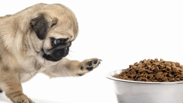 Human Foods That Are Toxic to Pugs
