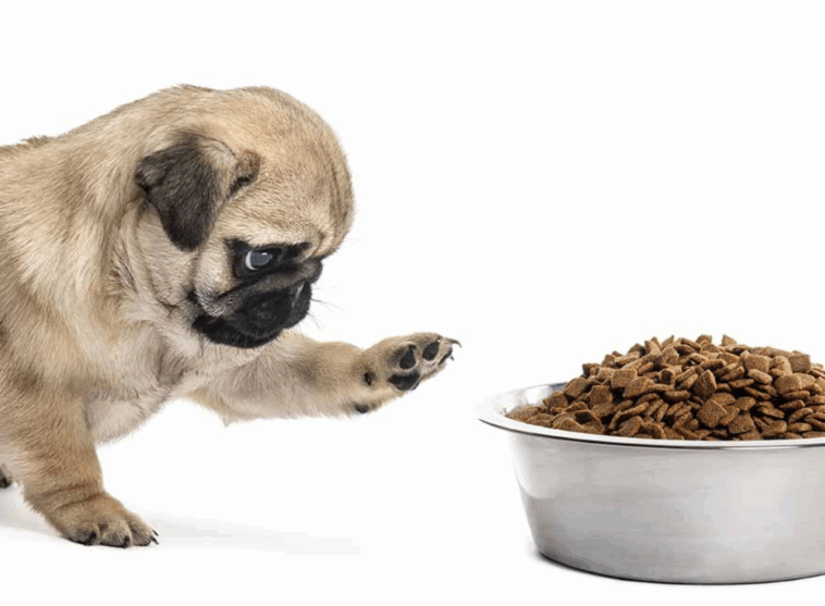 Human Foods That Are Toxic to Pugs