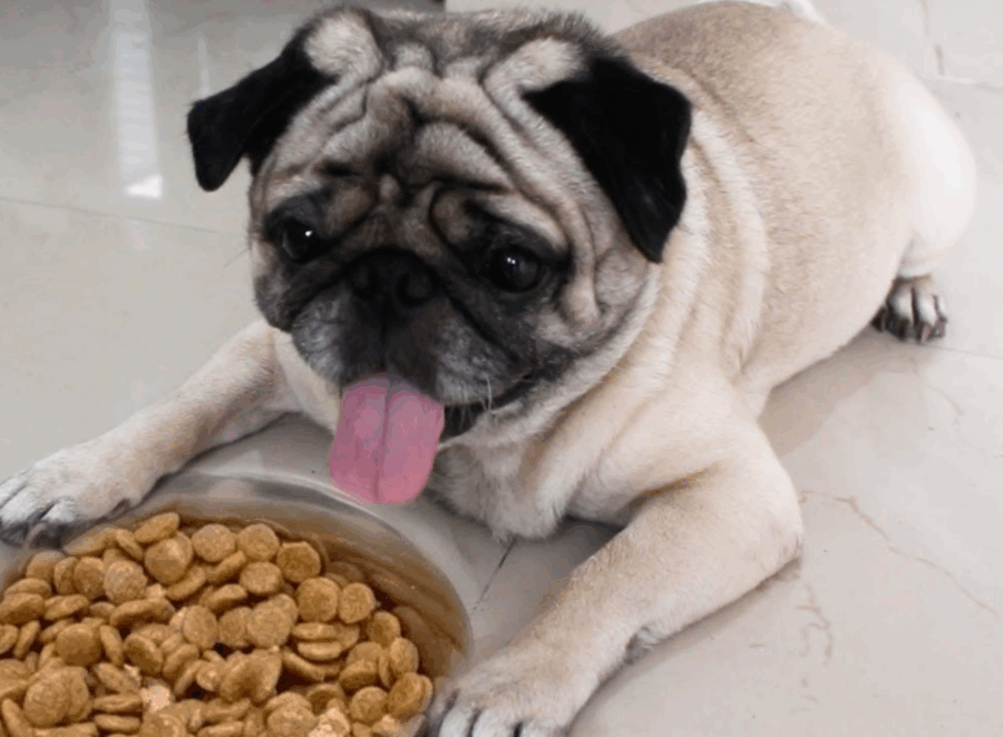 Wet vs Dry Dog Food for Pugs