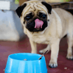 Wet vs Dry Dog Food for Pugs