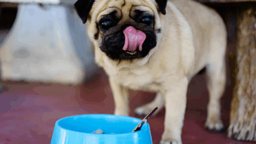 Wet vs Dry Dog Food for Pugs