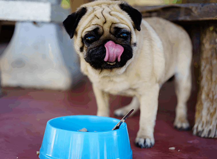 Wet vs Dry Dog Food for Pugs