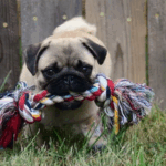 Creating a Monthly Pug Maintenance Calendar