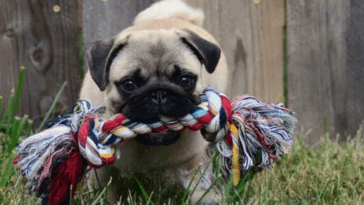 Creating a Monthly Pug Maintenance Calendar