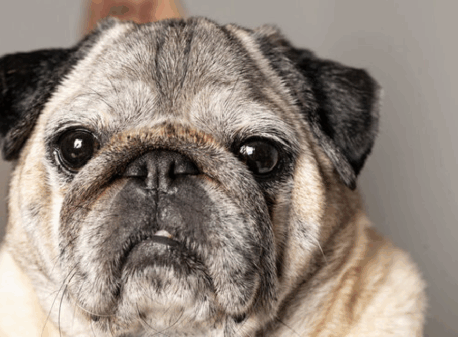 Signs Your Pug Is Entering Their Senior Years