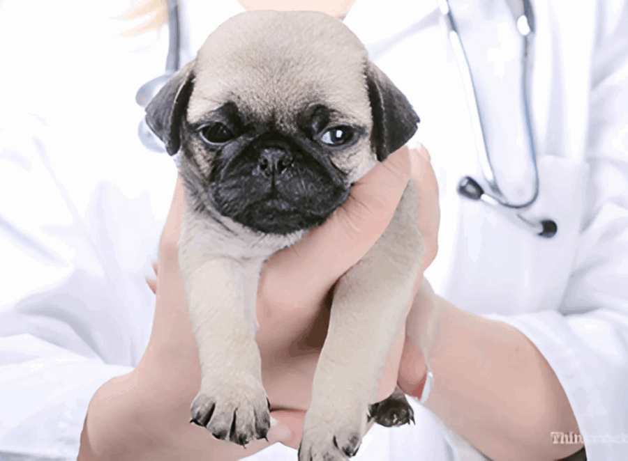 Preparing for Your Pugs First Vet Visit