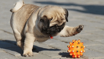 funny pug moments