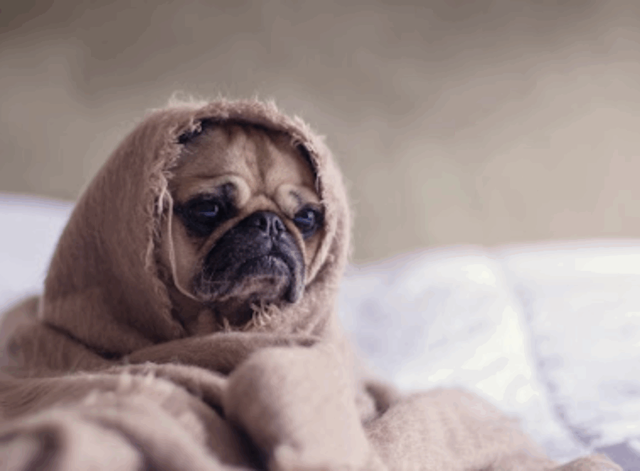 Tips for Grooming Your Pug at Home