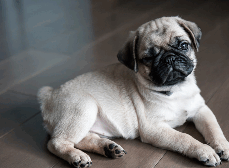 Socializing Your Pug Puppy from Day One