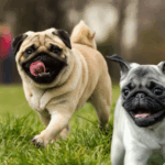 The Cost of Owning a Pug Monthly Breakdown