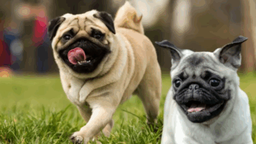 The Cost of Owning a Pug Monthly Breakdown