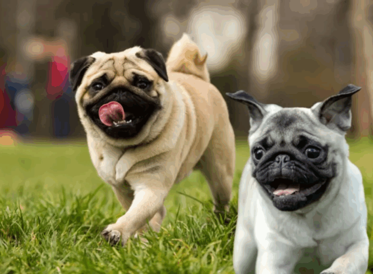 The Cost of Owning a Pug Monthly Breakdown