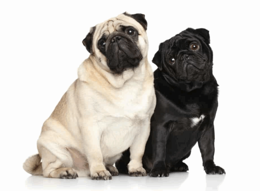 The Different Colors of Pugs