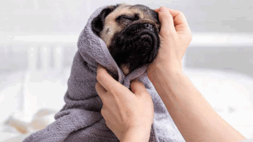 Safe Grooming Products for Sensitive Pugs