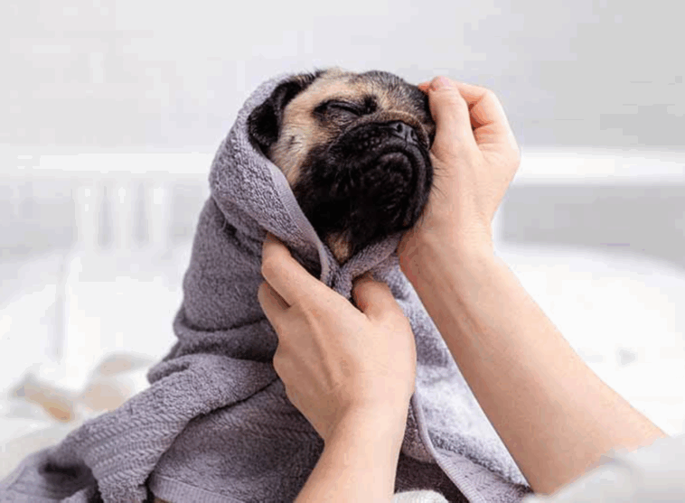 Safe Grooming Products for Sensitive Pugs