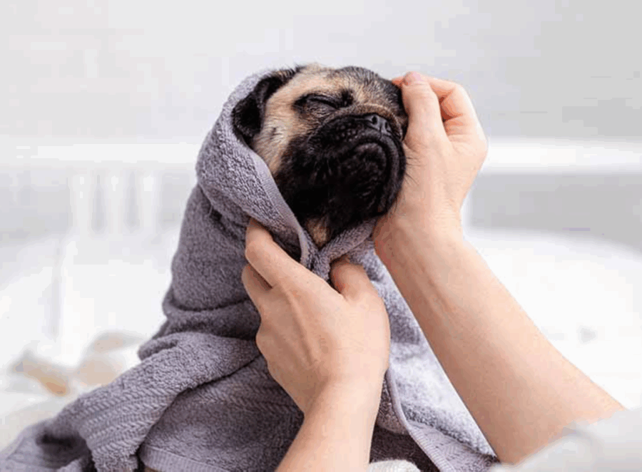 Tips for Grooming Your Pug at Home