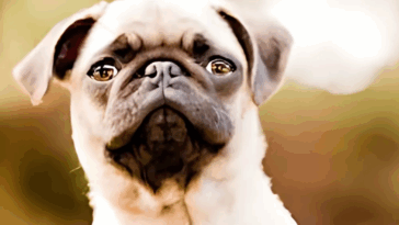 Socializing Your Pug Puppy from Day One