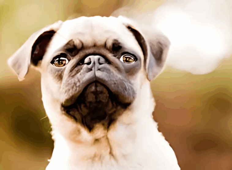 Socializing Your Pug Puppy from Day One