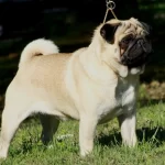 Ancient Breeding Practices of Pugs in China