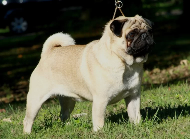 Ancient Breeding Practices of Pugs in China