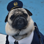 Are Pugs Good Guard Dogs