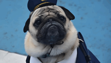 Are Pugs Good Guard Dogs