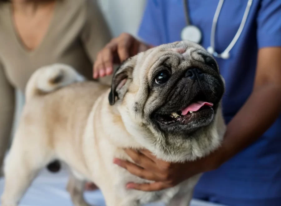 When to Take Your Pug to the Emergency Vet