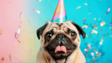Celebrating Your Pugs Birthday on a Budget
