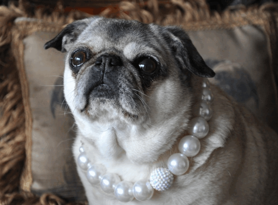 Custom Jewelry Inspired by Your Pug